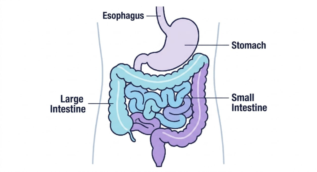 Gut Health Improvement: 7 Powerful Tips آنتوں کی صحت بہتر بنانے کے لیے image